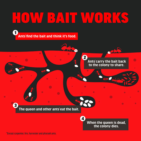 AMDRO® Ant Killing Bait Stakes, For Indoor & Outdoor Use (8 Stakes)