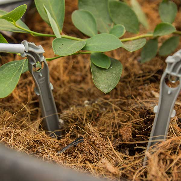 Aquagation® AquaDrip™ Drip Stake Assembly (500 Assemblies/Case)