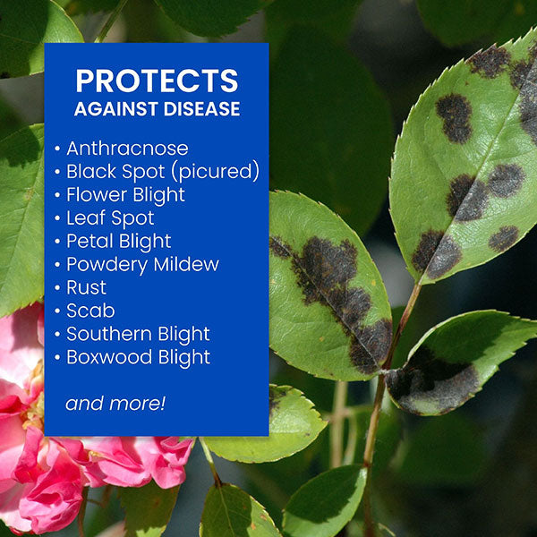 BioAdvancedĀ® Disease Control For Roses, Flowers & Shrubs, Concentrate (32 oz.)