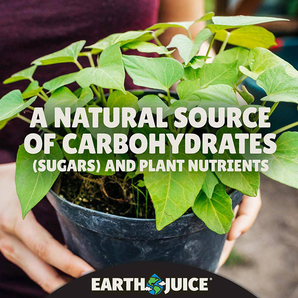 Earth Juice®, Hi-Brix® Molasses For Plants 0-0-1 (1 Quart)