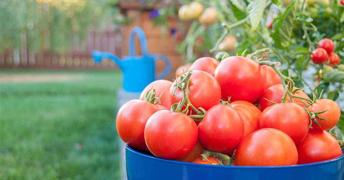 Benefits of Growing Tomatoes at Home