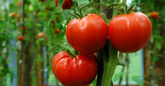 Planting Tomatoes: A Beginners Guide For Growing At Home