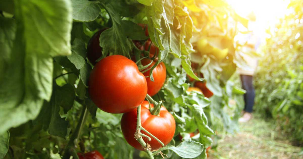 Growing Tomatoes: Types and Best Environments – Perris Hydroponics