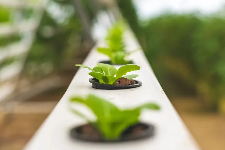 Nutrient Solutions For Hydroponic Gardening Plus Plant Nutrition & Plant Growth