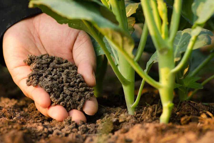 All-Natural Fertilizers for Healthy Plant Growth
