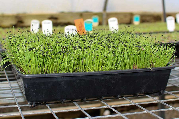 Grow Trays For Hydroponic Gardening