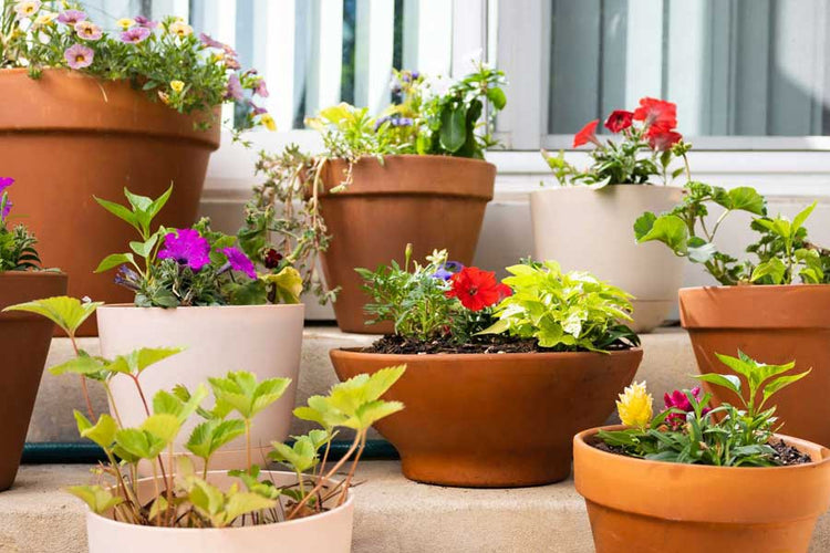 Pots & Planters In A Wide Variety of Types, Colors, & Sizes