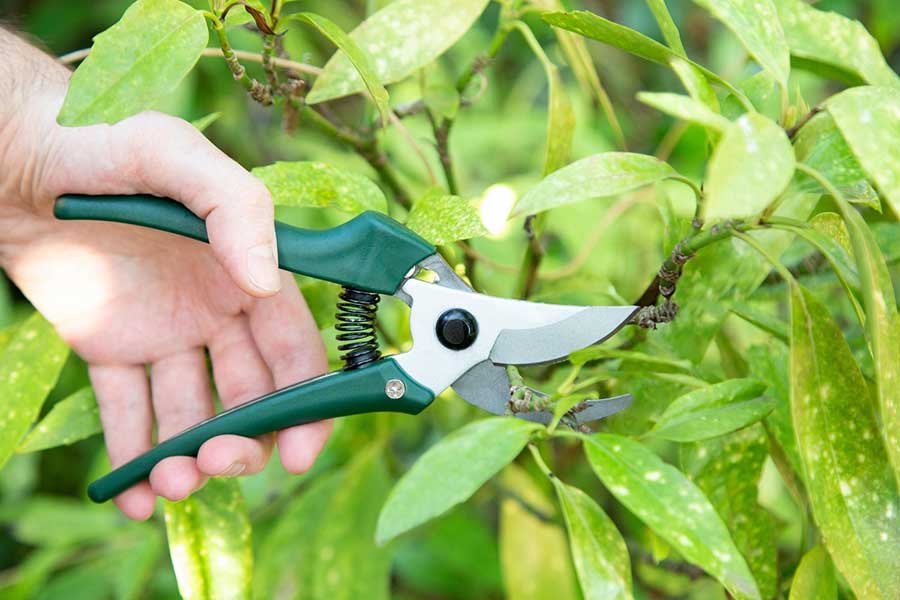 Premium Garden Cutting Tools for Pruning & Trimming Plants