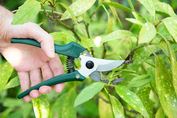 Premium Garden Cutting Tools for Pruning and Trimming