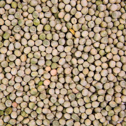 Organic Pea Sprouting Seed