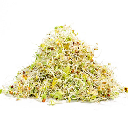 Organic Salad Mix Sprouting Seed