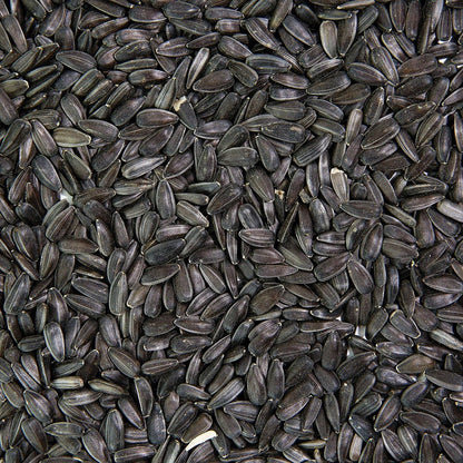 Organic Sunflower Sprouting Seed