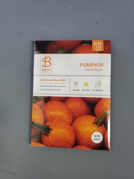 Pumpkin Sugar Small